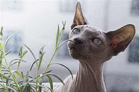 nude cat|6 Hairless Cat Breeds: Vet